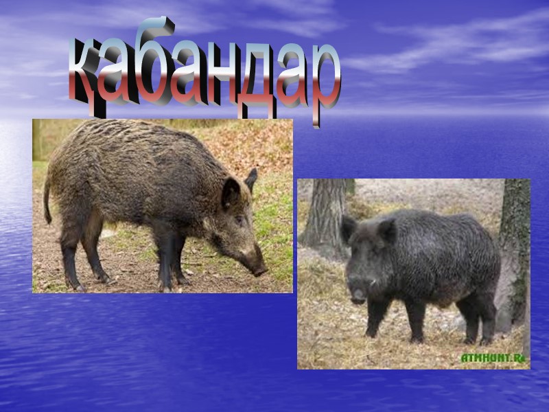 қабандар